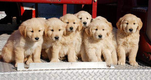 where is the best place to get a golden retriever? A pic of a litter of GR puppies