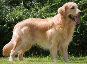 Side on body shot of a golden retriever on grass