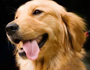 Portrait of a golden retriever on black background