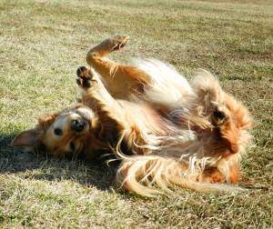 A golden retriever showing submissive body language