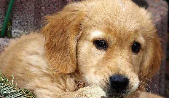 A cute golden retriever puppy close up