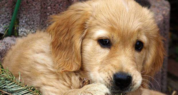 A cute golden retriever puppy close up