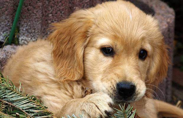 Golden retriever faq - a cute close up of puppys face