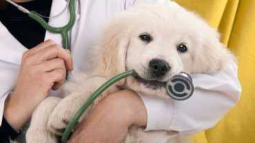 when to call the vet: A golden retriever puppy held by a vet