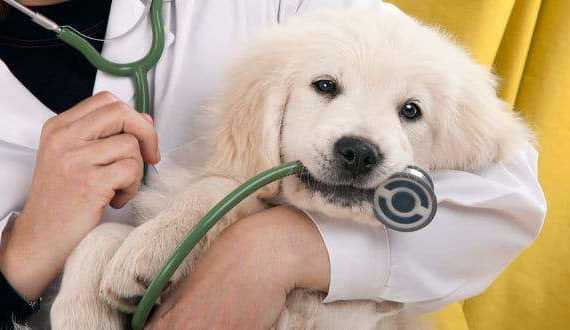 when to call the vet: A golden retriever puppy held by a vet