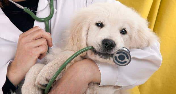 when to call the vet: A golden retriever puppy held by a vet