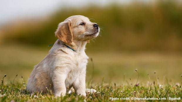 A golden retriever puppy sitting peacefully on grass