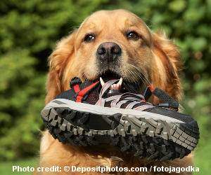 A Golden Retriever with a shoe in their mouth