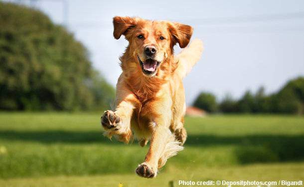 A very healthy Golden Retriever jumping toward camera