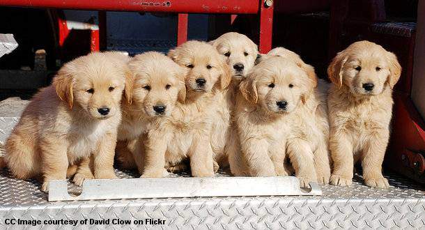 Golden Retriever Puppies on the back of a fire truck