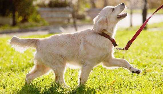 A golden retriever being led on a leash