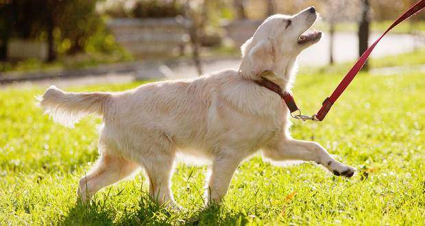 A golden retriever being led on a leash