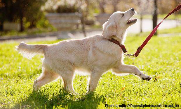 A Golden Retriever obedience training