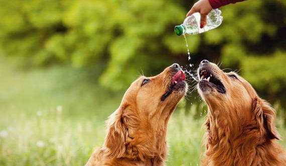 Two Golden Retrievers drinking water from a bottle