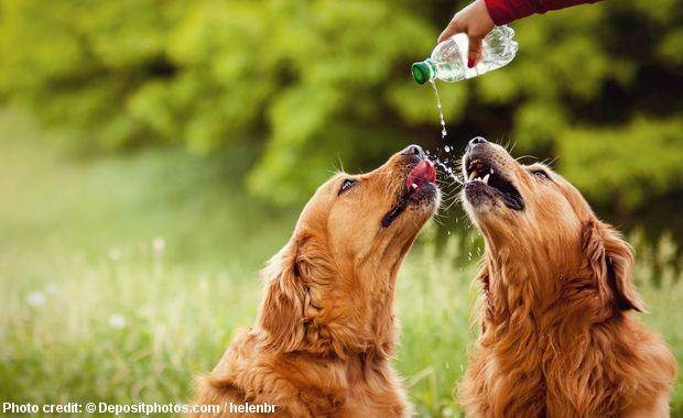 How much water does a Golden Retriever need - Two Goldens drinking from a water bottle