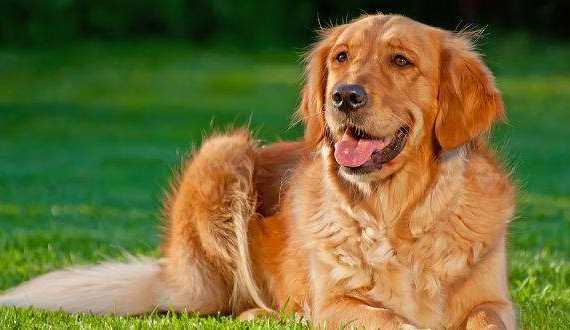 How to train a golden retriever to lie down - featured