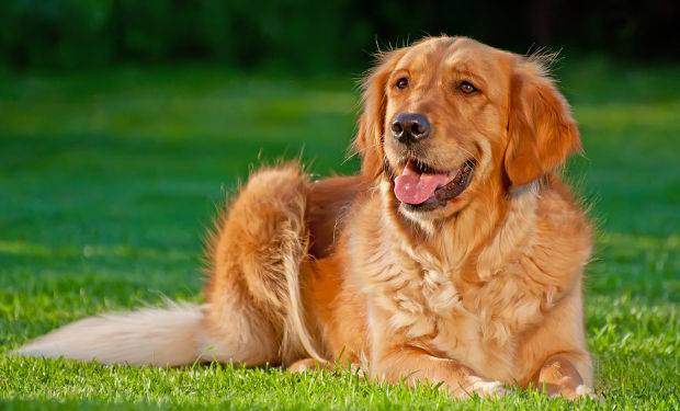 How to train a golden retriever to lie down - A red golden lying on grass