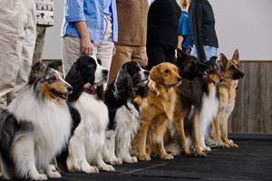An obedience training class with various dog breeds in process