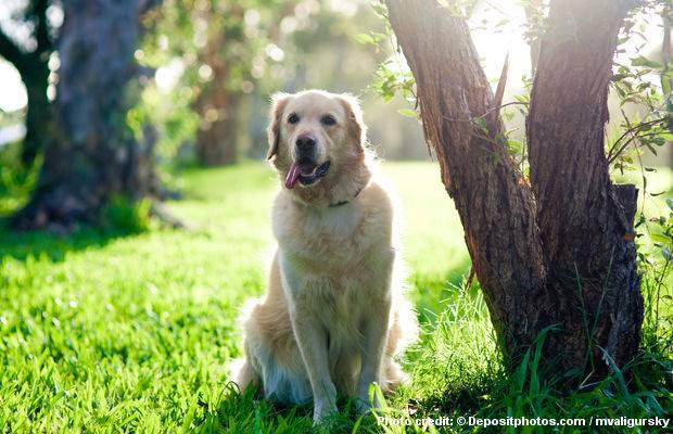 Train Your Golden Retriever How To Sit - a golden retriever sitting