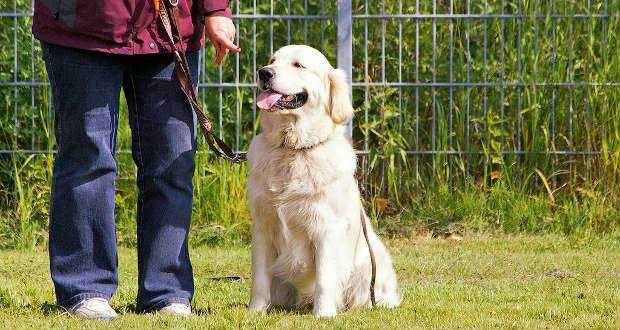 Golden Retriever Training - A GR being taught to sit