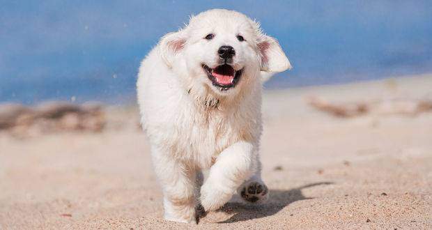 Golden Retriever puppy running toward camera on a sandy beach