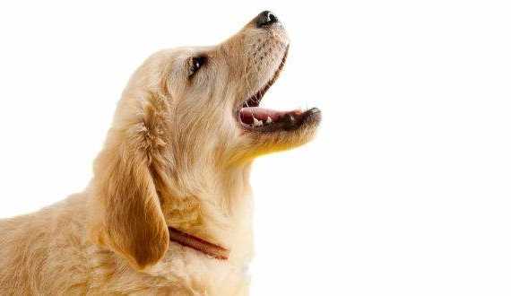 What do a dogs barks mean - A Golden puppy barking