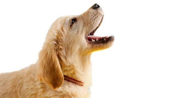 What do a dogs barks mean - A Golden puppy barking