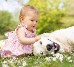 Baby playing a Goldens ear