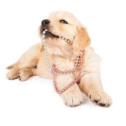 A Golden puppy chewing on a necklace