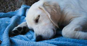 Golden puppy sleeping on a blue blanket
