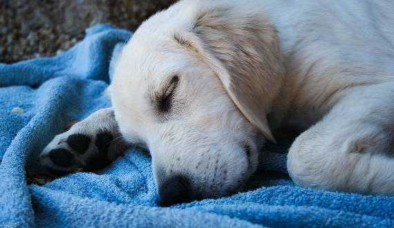 Golden puppy sleeping on a blue blanket