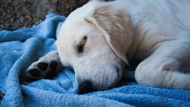 Golden Retriever sleeping on a blue blanket