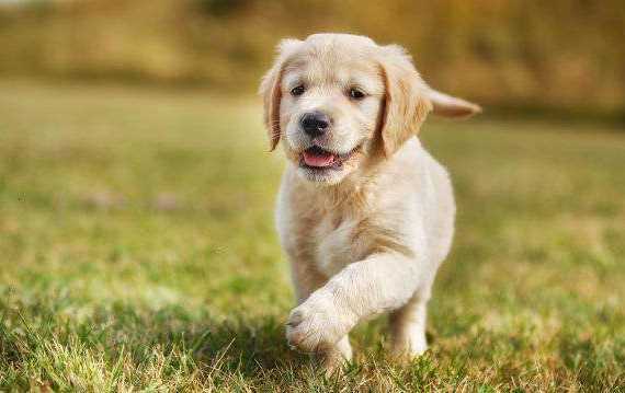 Golden puppy running on grass to camera