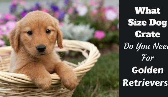what size dog crate do you need written beside a golden retriever puppy in a basket