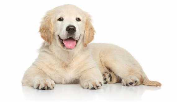 A golden retriever puppy laying smiling on white background
