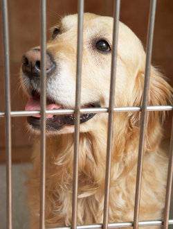 A happy Golden Retriever seen smiling through a crate door