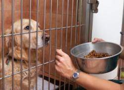 A Golden Retriever being fed through a crate door