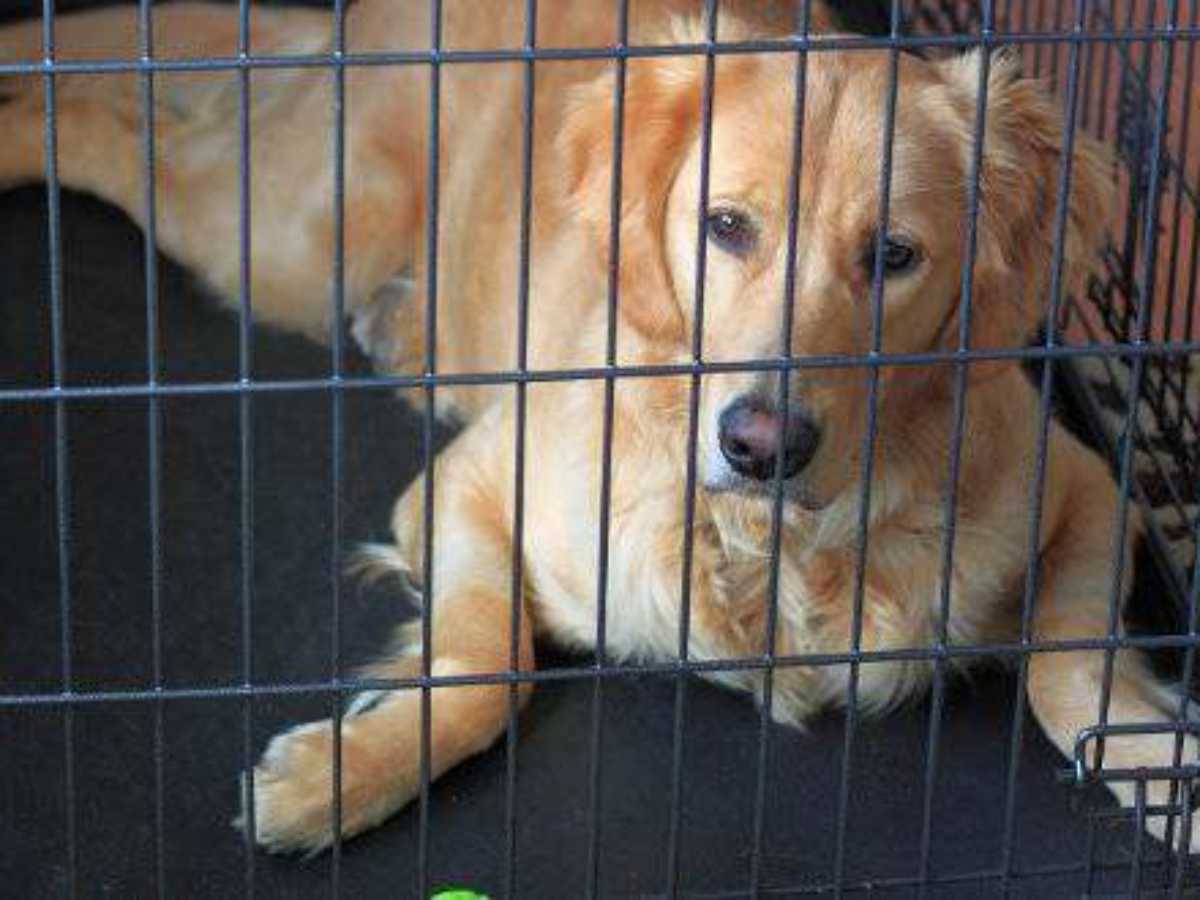 Can You Crate Train A 6 Week Old Puppy can-you-crate-train-a-6-week-old-puppy