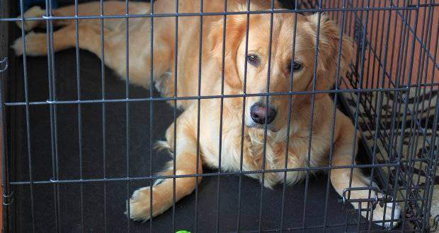 Crate training a Golden Retriever dog or puppy - A GR laying in a crate
