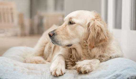 Golden Retriever resting on her pillow after lots of playing.