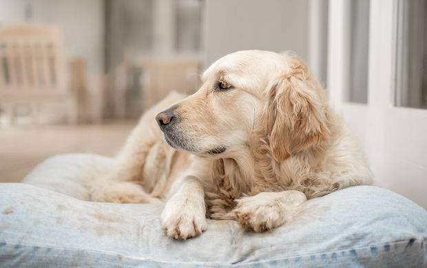 Golden retriever resting on a large pillow dog bed