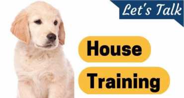 Let's talk house training written next to a golden retriever puppy on white background