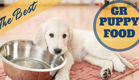 the best puppy food for golden retrievers