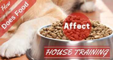 How does food affect house training writen across a large bowl of food and golden retriever's paw