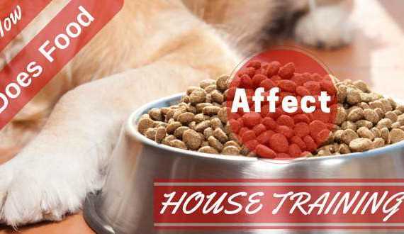 How does food affect house training writen across a large bowl of food and golden retriever's paw