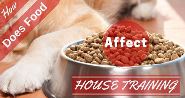 How does food affect house training writen across a large bowl of food and golden retriever's paw