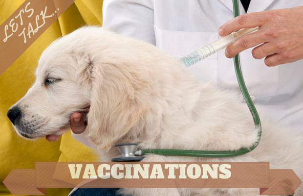 a golden retriever puppy being given a vaccination