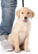 Golden retriever puppy on leash sitting in front of a man's leg from the knee down on white background
