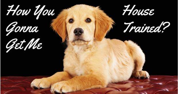 A golden retriever puppy lying on red leather couch on black background