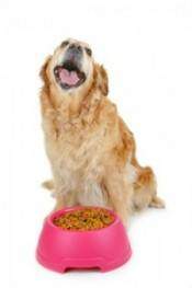 An obedient gold retriever sitting beside a food bowl waiting to eat